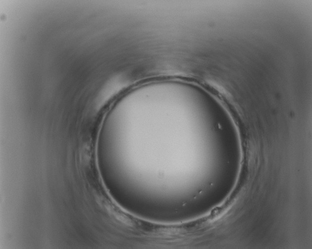 X0000062931163200601202019