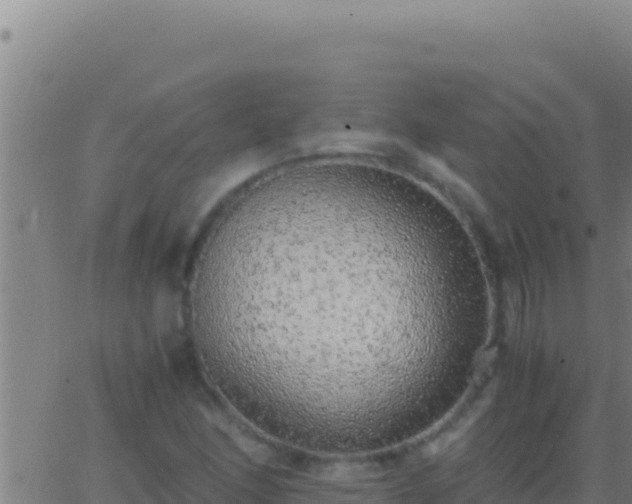 X0000062931166200601202019