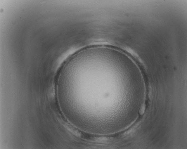 X0000062931167200601202019