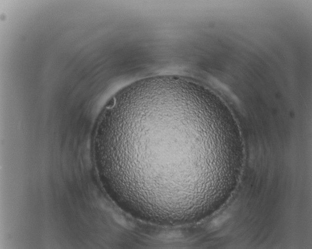 X0000062931174200601202019