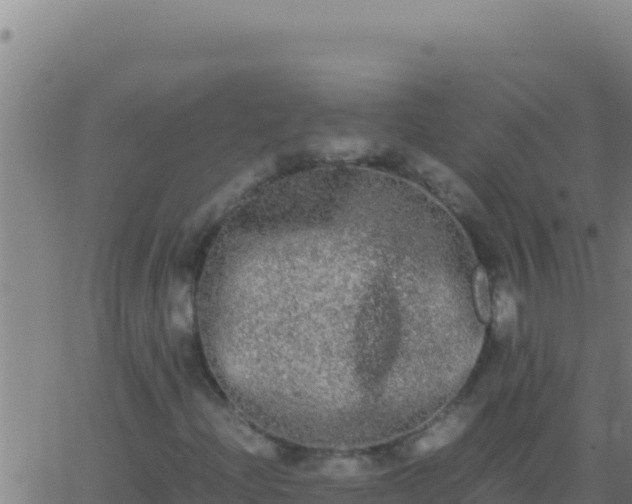 X0000062931204200601202018