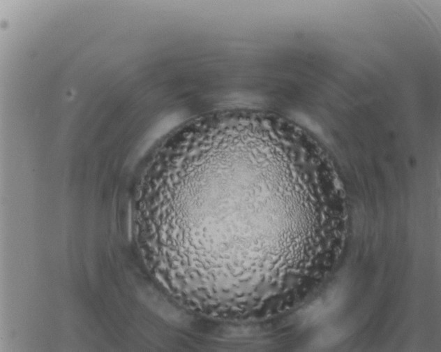 X0000062931219200601202018