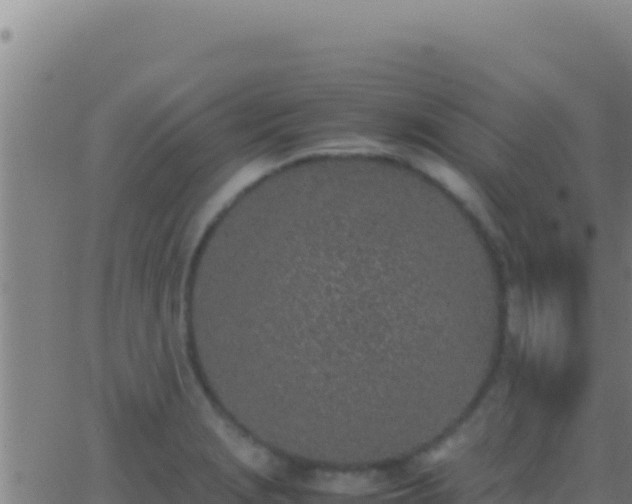 X0000062931229200601202018