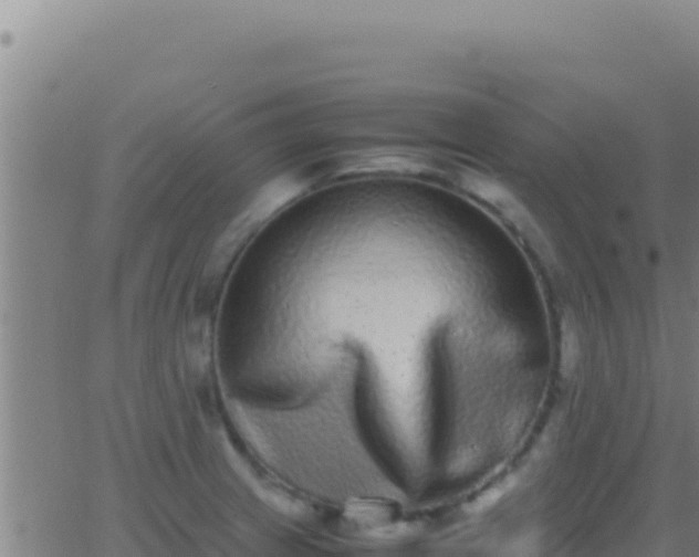 X0000062931233200601202018