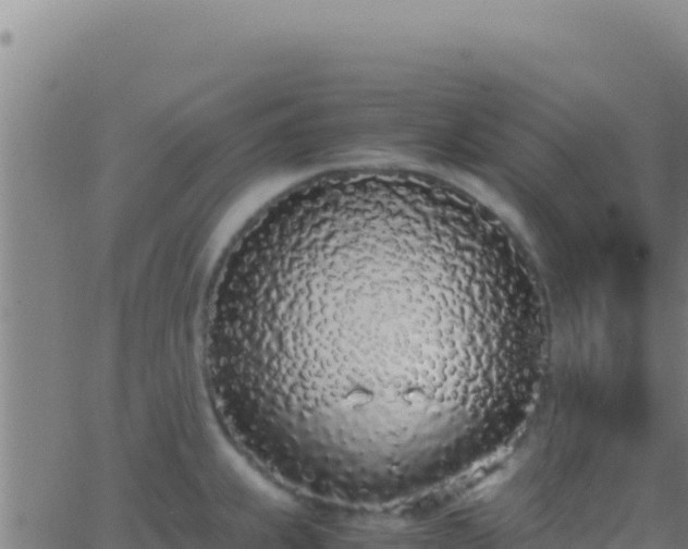 X0000062931239200601202019