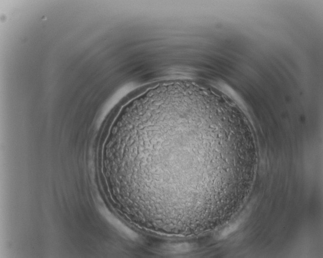 X0000062931243200601202019