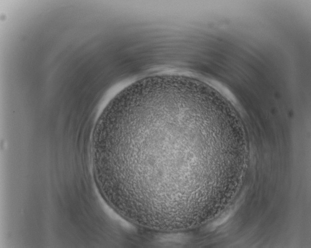 X0000062931247200601202019