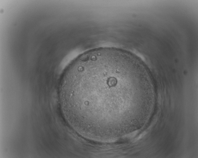 X0000062931263200601202018