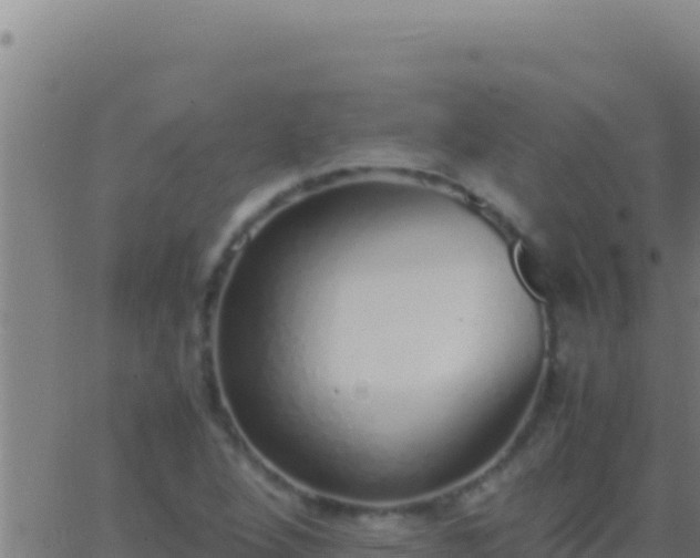 X0000062931264200601202018