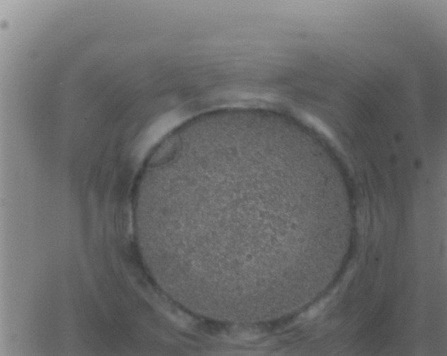 X0000062931267200601202018