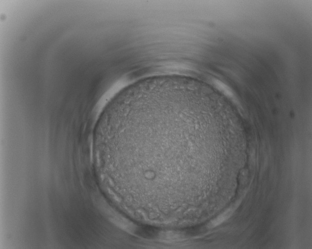 X0000062931275200601202017