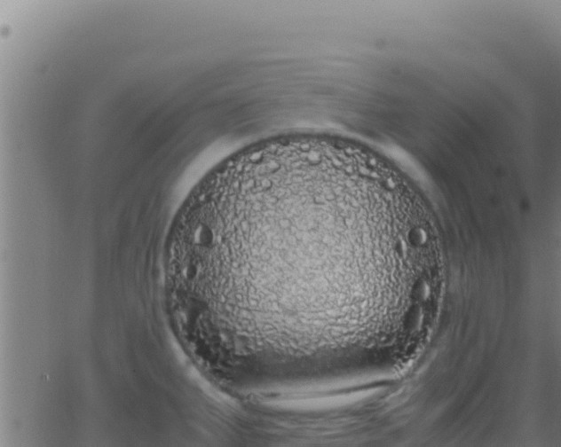 X0000062931287200601202017