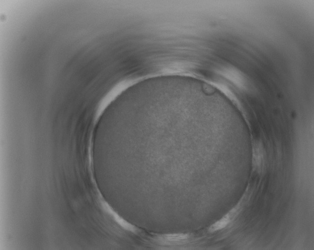 X0000062931294200601202017