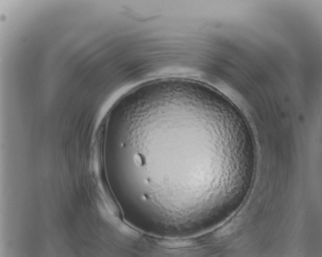 X0000062931296200601202017