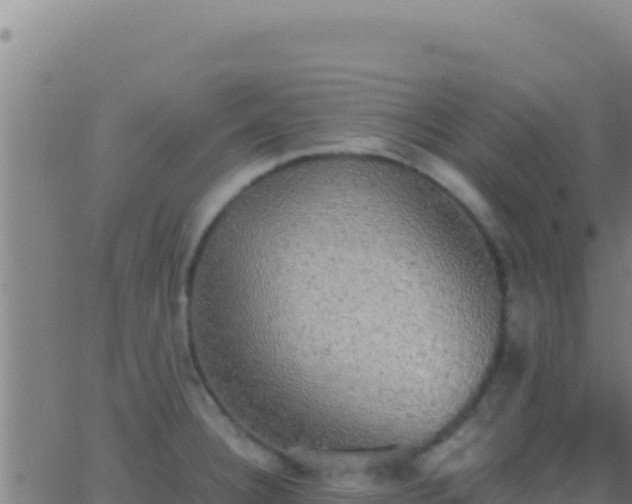 X0000062931332200601202017