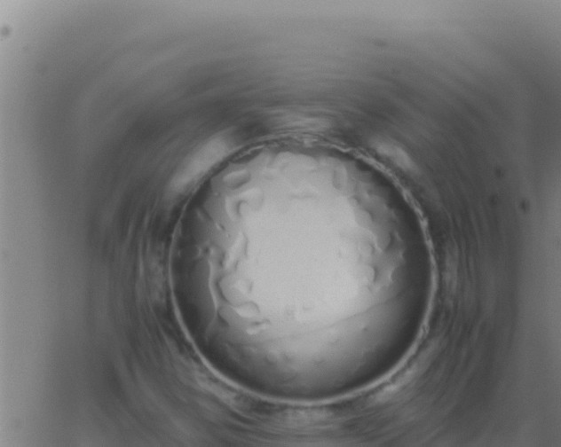 X0000062931354200601202016