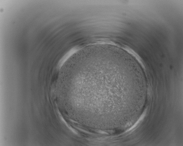 X0000062931385200601202016