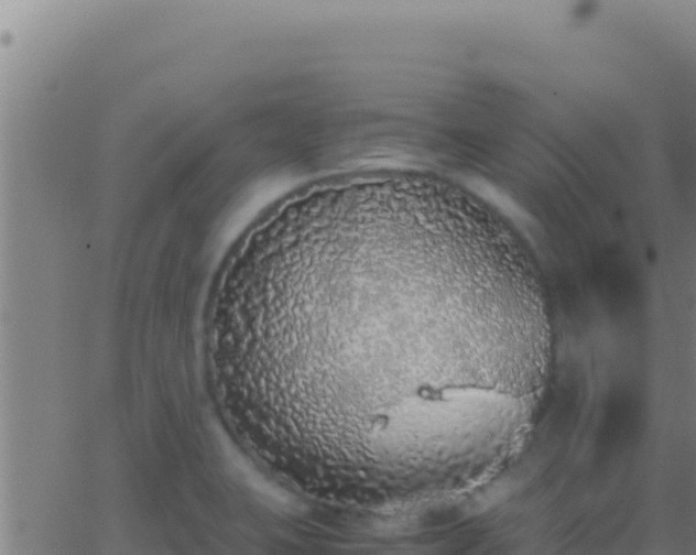 X0000062931423200601202015