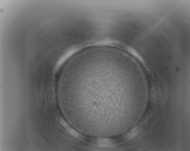 X0000062931456200601202015