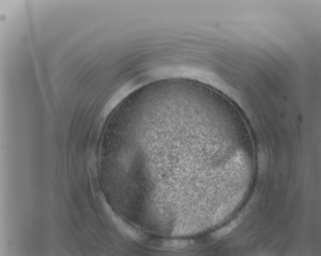 X0000062931521200601202014