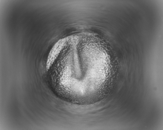 X0000062930043200601271843