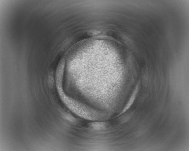 X0000062930085200601271843