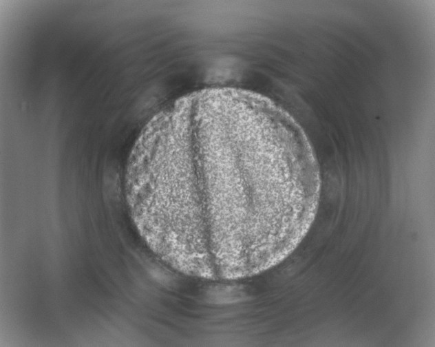 X0000062930375200601271838