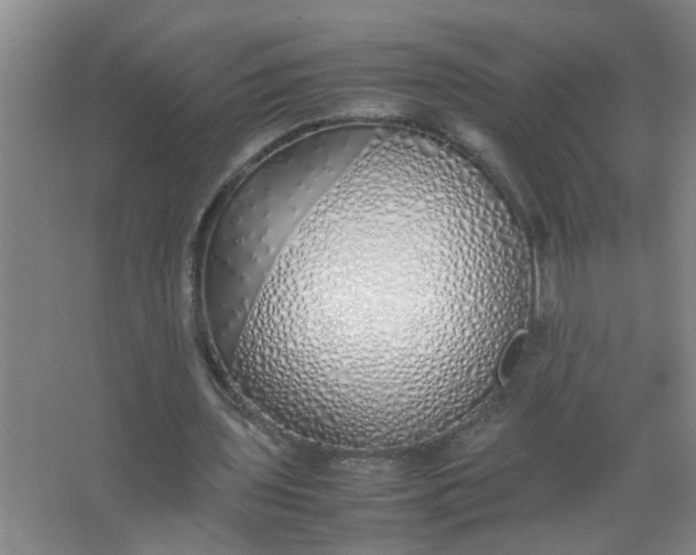 X0000062930435200601271836