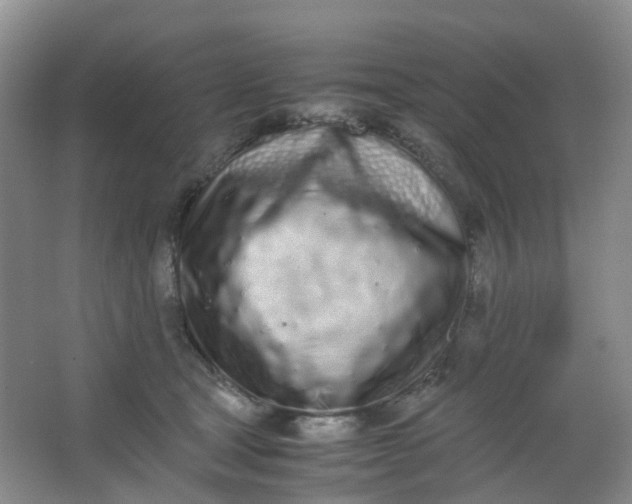 X0000062930465200601271836