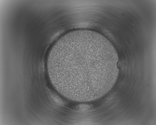 X0000062930636200601271833