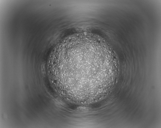 X0000062930699200601271832