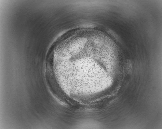 X0000062930726200601271831