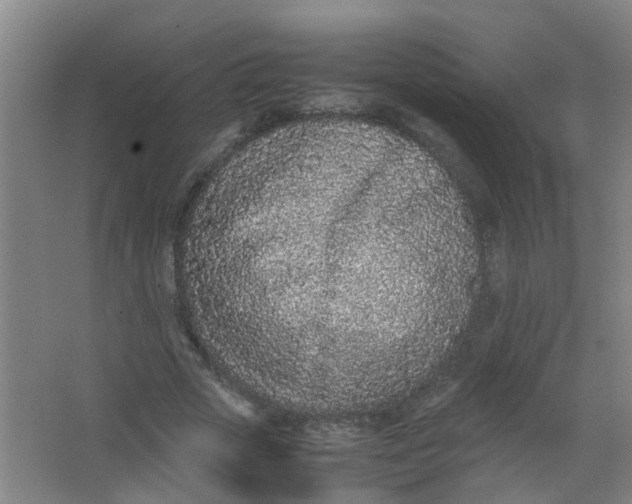 X0000062930729200601271831