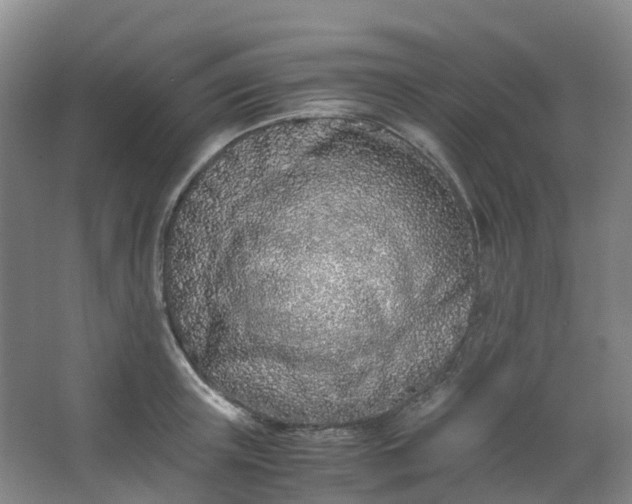 X0000062930851200601271830