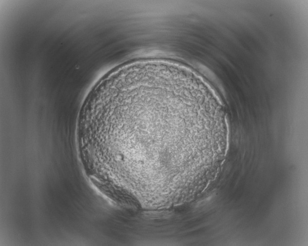 X0000062930863200601271830