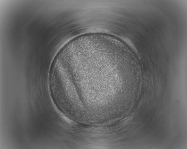 X0000062930895200601271829