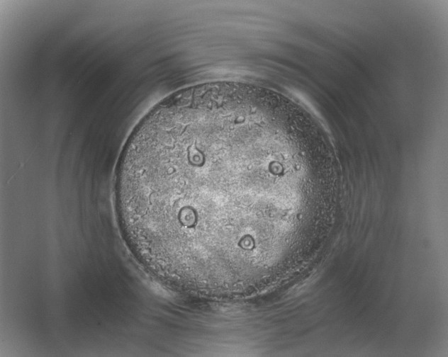 X0000062930899200601271829