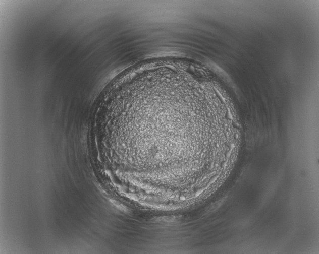 X0000062930937200601271828