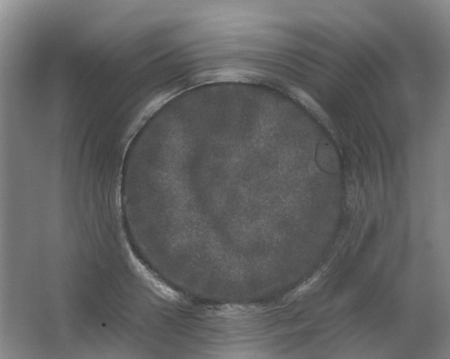 X0000062930938200601271828