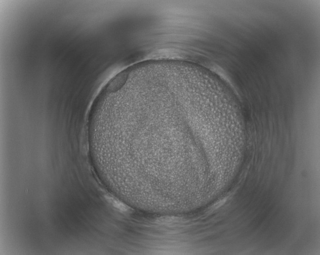 X0000062931075200601271826