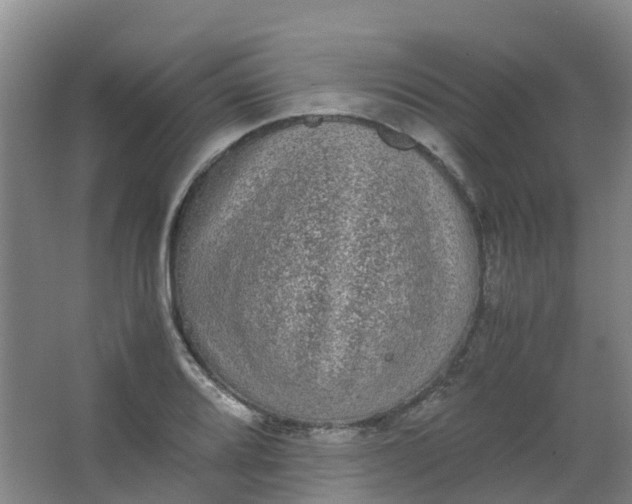 X0000062931080200601271826