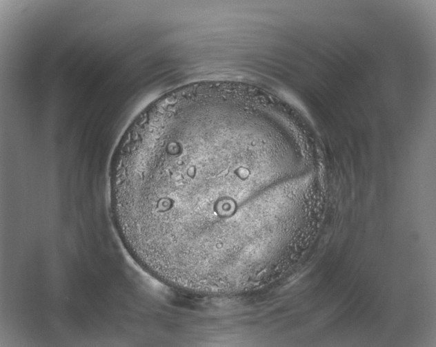 X0000062931095200601271825