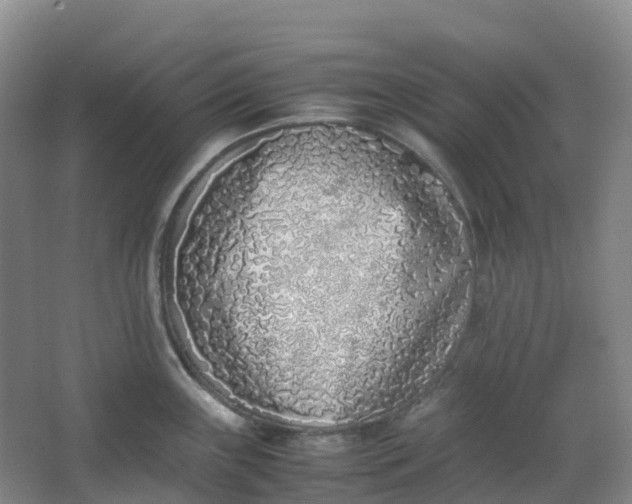 X0000062931243200601271824