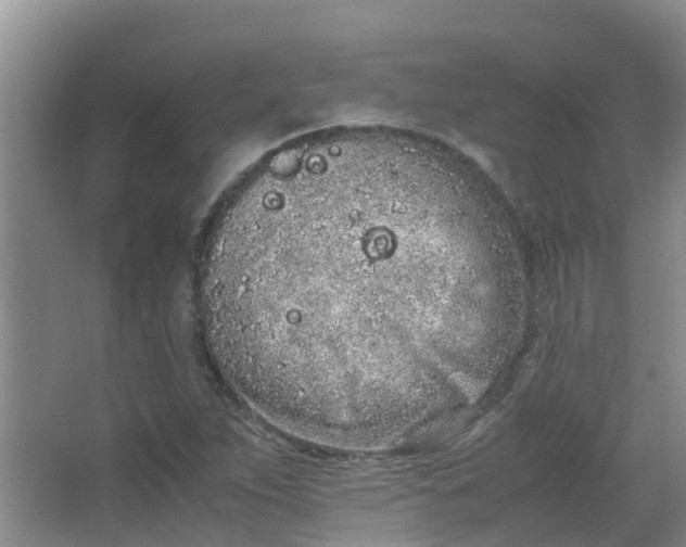 X0000062931263200601271823