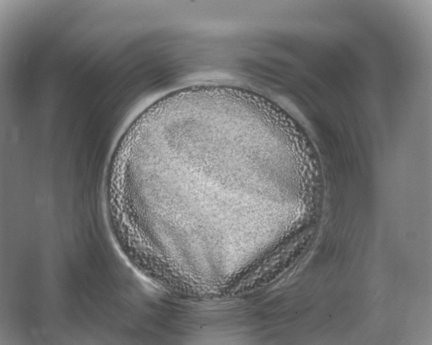 X0000062931440200601271820