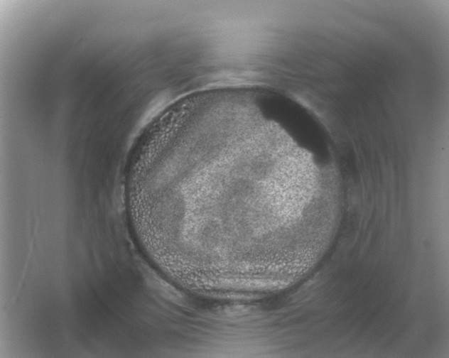 X0000062931459200601271819