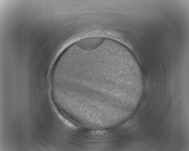 X0000062931515200601271818