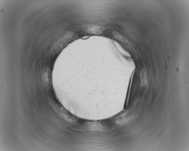 X0000062930424200602031951