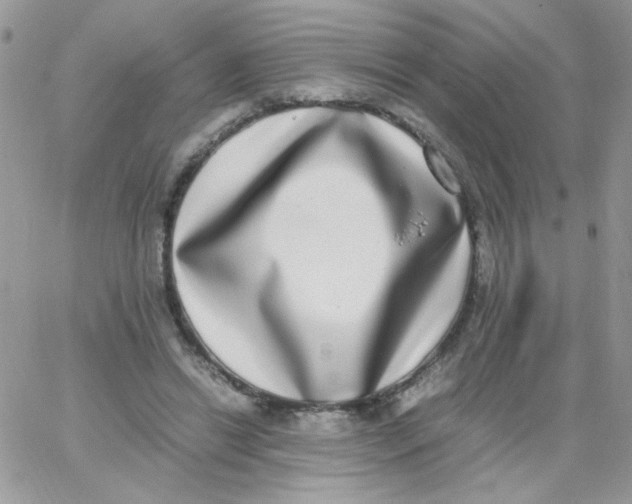X0000062930446200602031951
