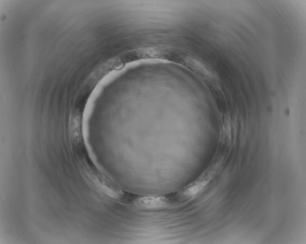X0000062930526200602031950